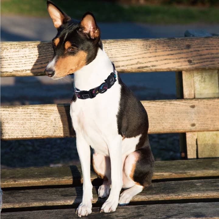 DOCO - Vente Collier – chien - Collier DOCO® LOCO7