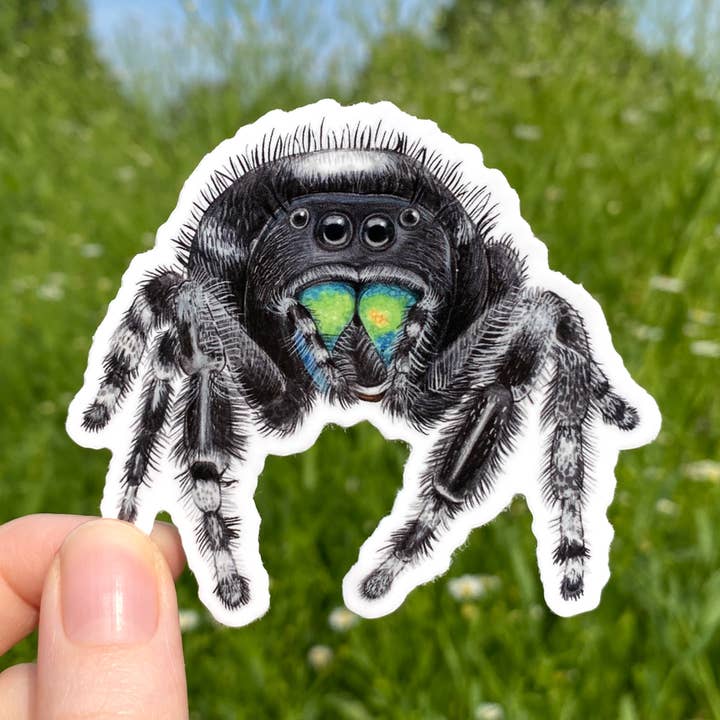 Allison Stoiser Art – Großhandel Aufkleber – Vinylaufkleber Bold Jumping Spider, wetterfest0
