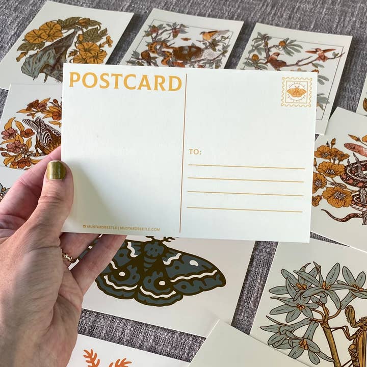 Mustard Beetle - Wholesale Postcard Set - Postcard Set