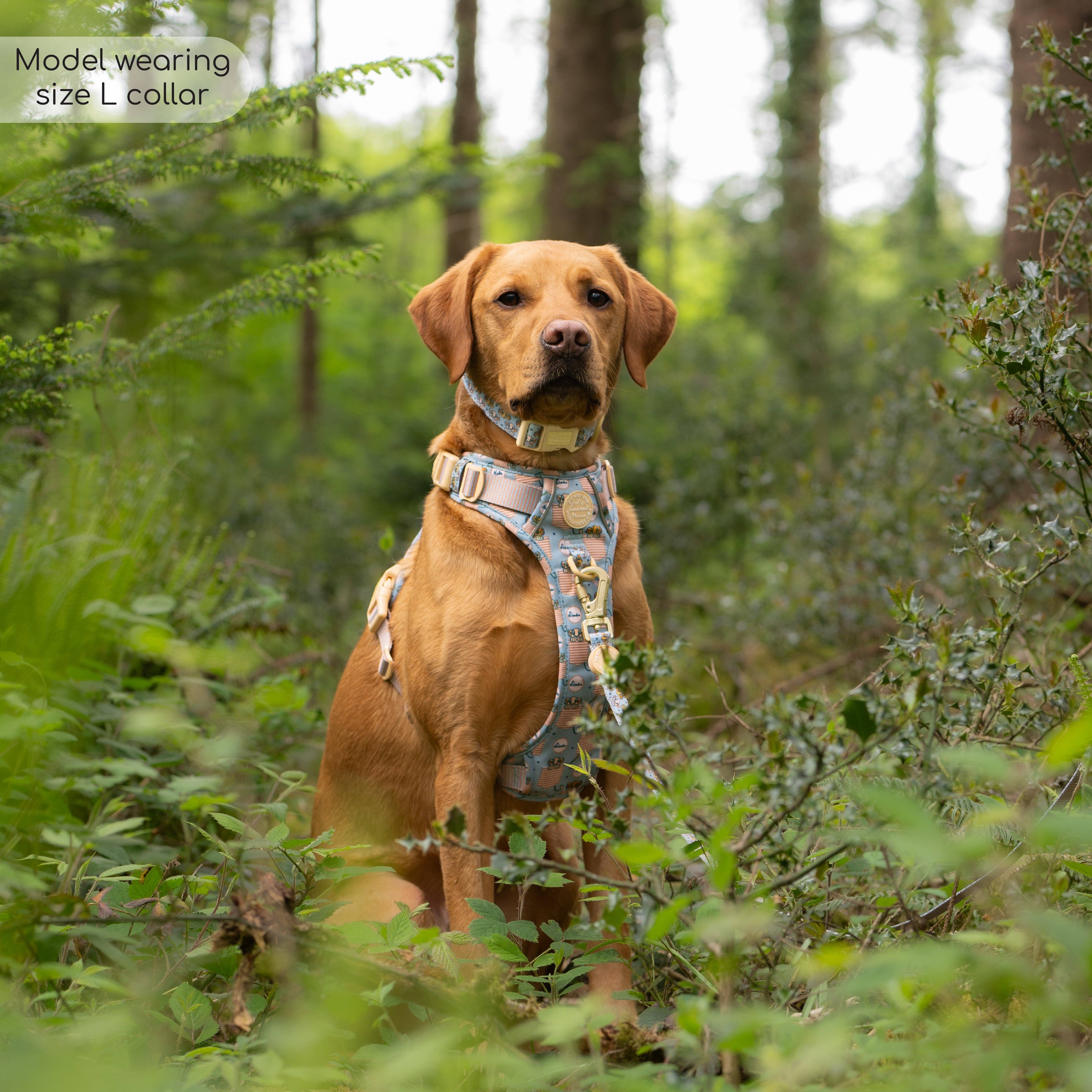 Pawsome Paws - Vendita all'ingrosso Collare - Cani - Collare Disney© - Amici del leone10