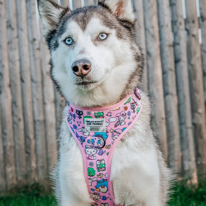 SASSY WOOF - Wholesale Pet Harness - Dog - Dog Adjustable Harness - Hello Kitty® & Friends Flower Festival14
