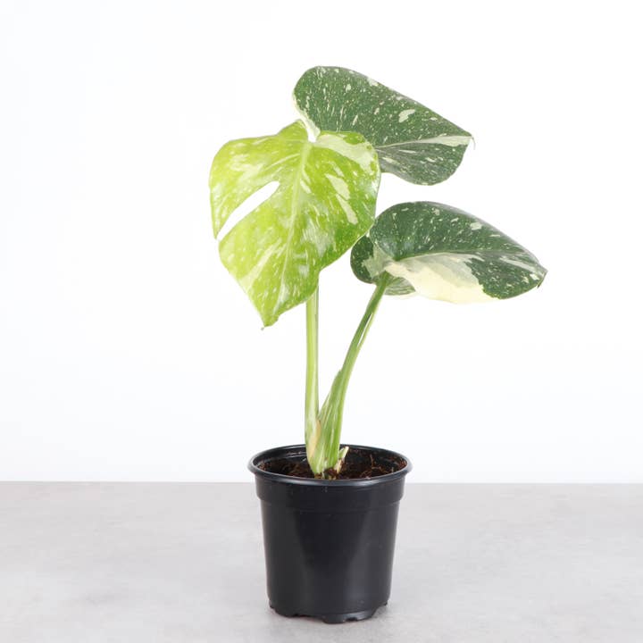 Thorsen's Greenhouse - Wholesale Live Plant - Thai Constellation Monstera - 4" Live Plant - Rare1