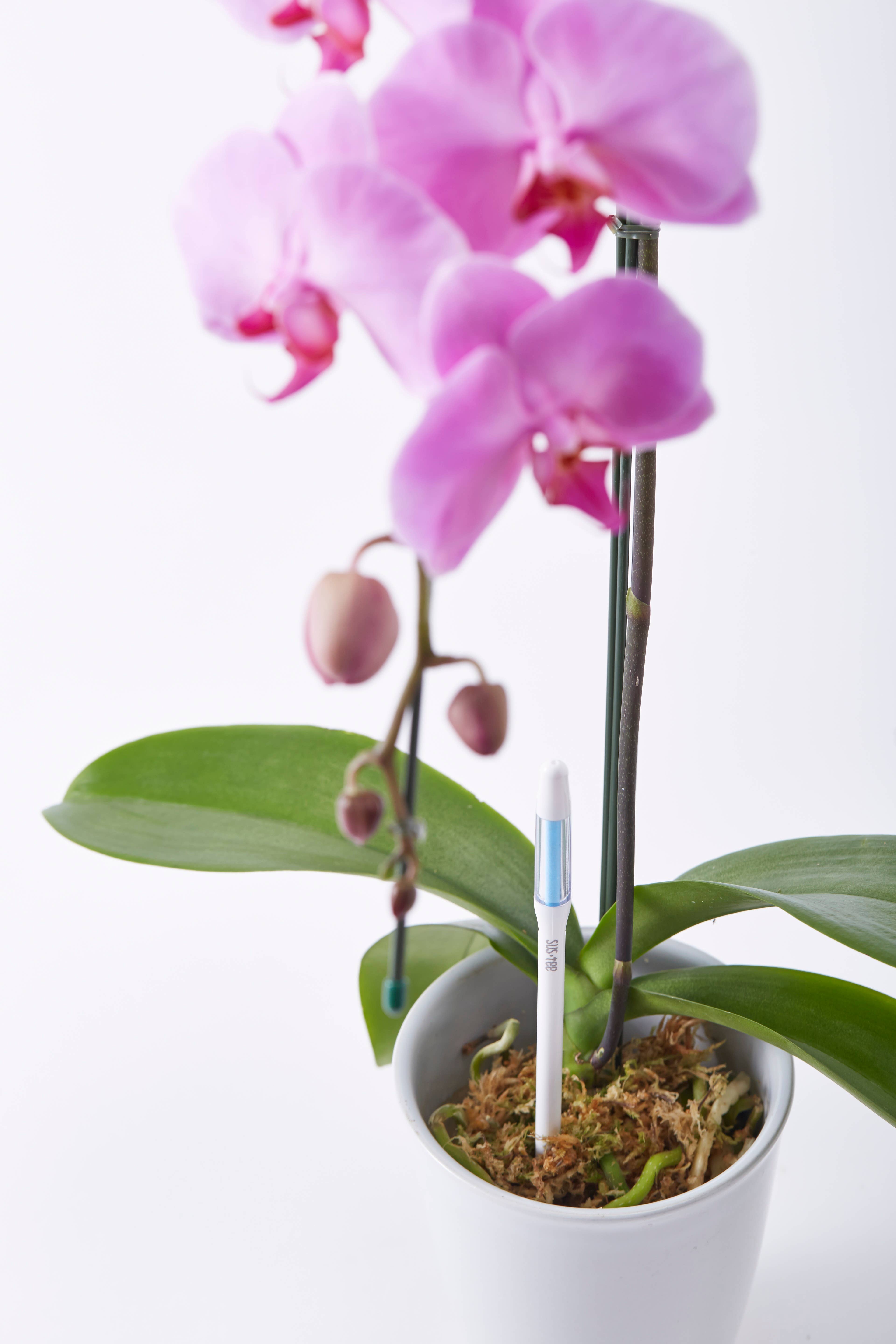 SUStee – wholesale Trädgårdsverktyg – SustEe 36st Pack Medium Vit2