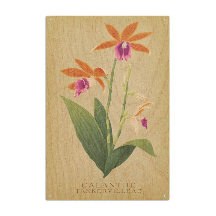 Lantern Press - Wholesale Wood wall art - WOOD SIGN ART Calanthe Tankervilleae Orchid Flora8