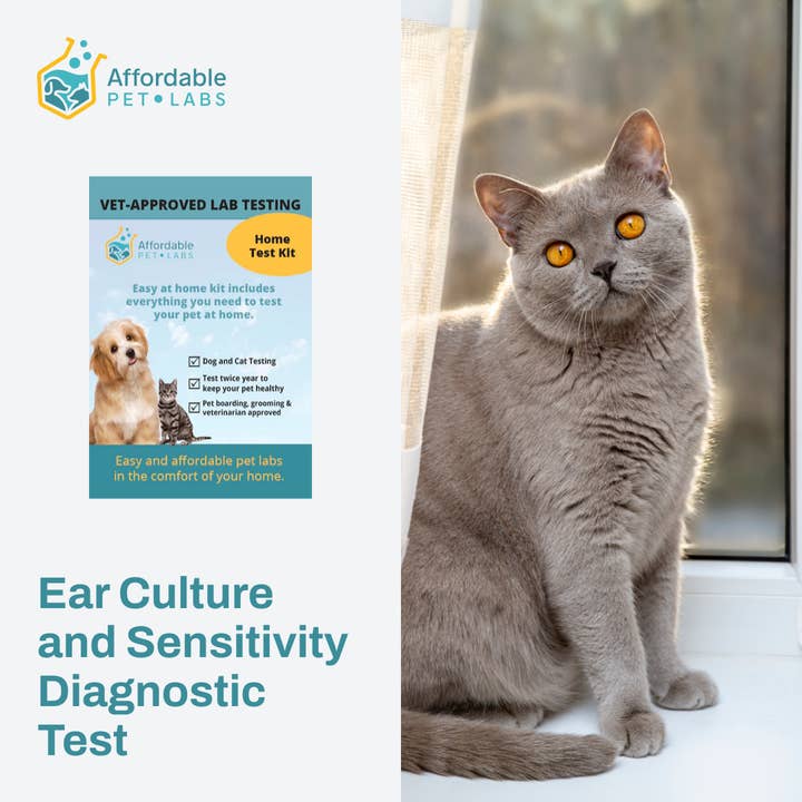 Kit Easy Home : test de diagnostic de culture auriculaire et de sensibilité pour chat pour la vente par Affordable Pet Labs