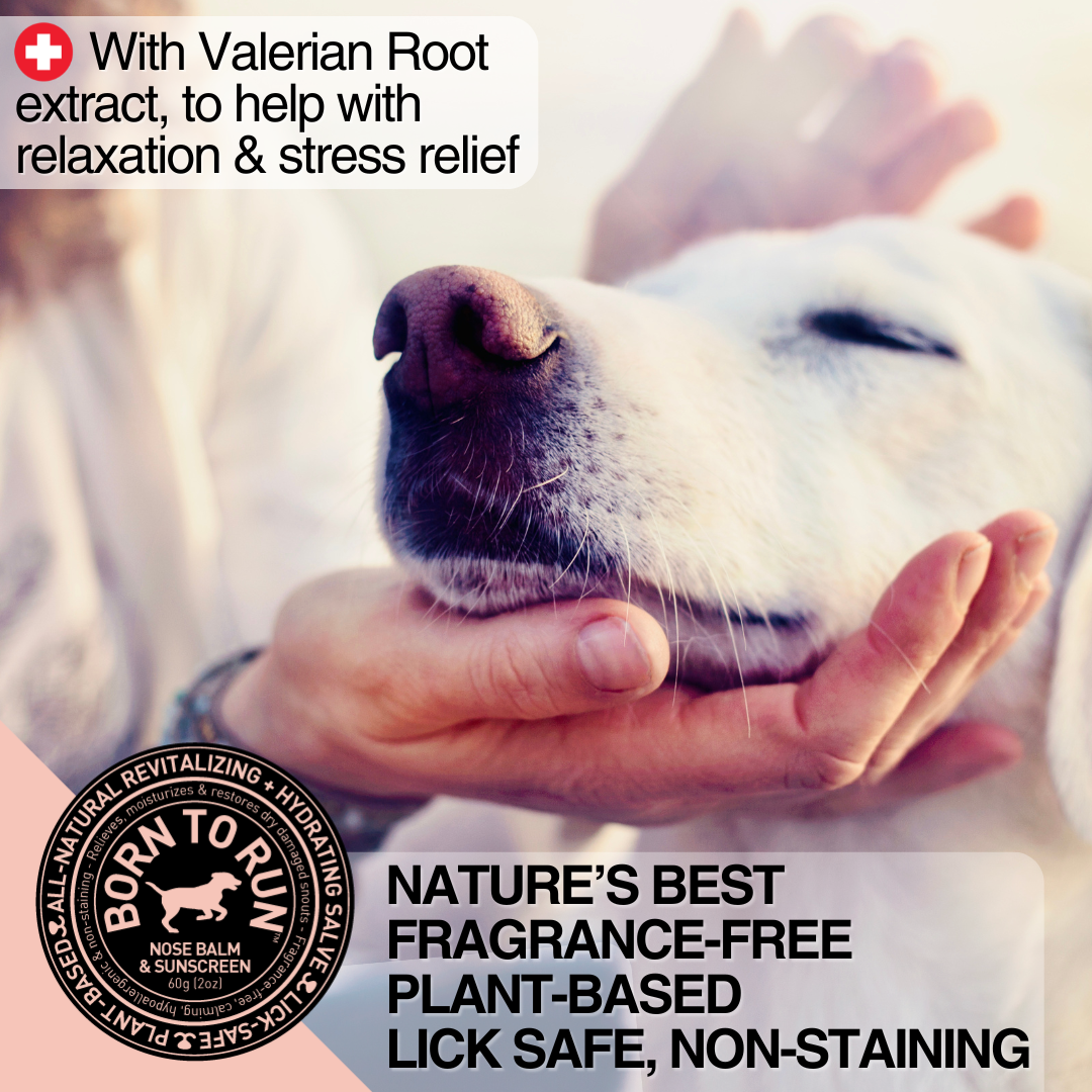 BORN TO RUN DOGS - Wholesale Pet Balm - Dog - Healing Soothing NOSE BALM & Cold Wind Sun Protection 60g5