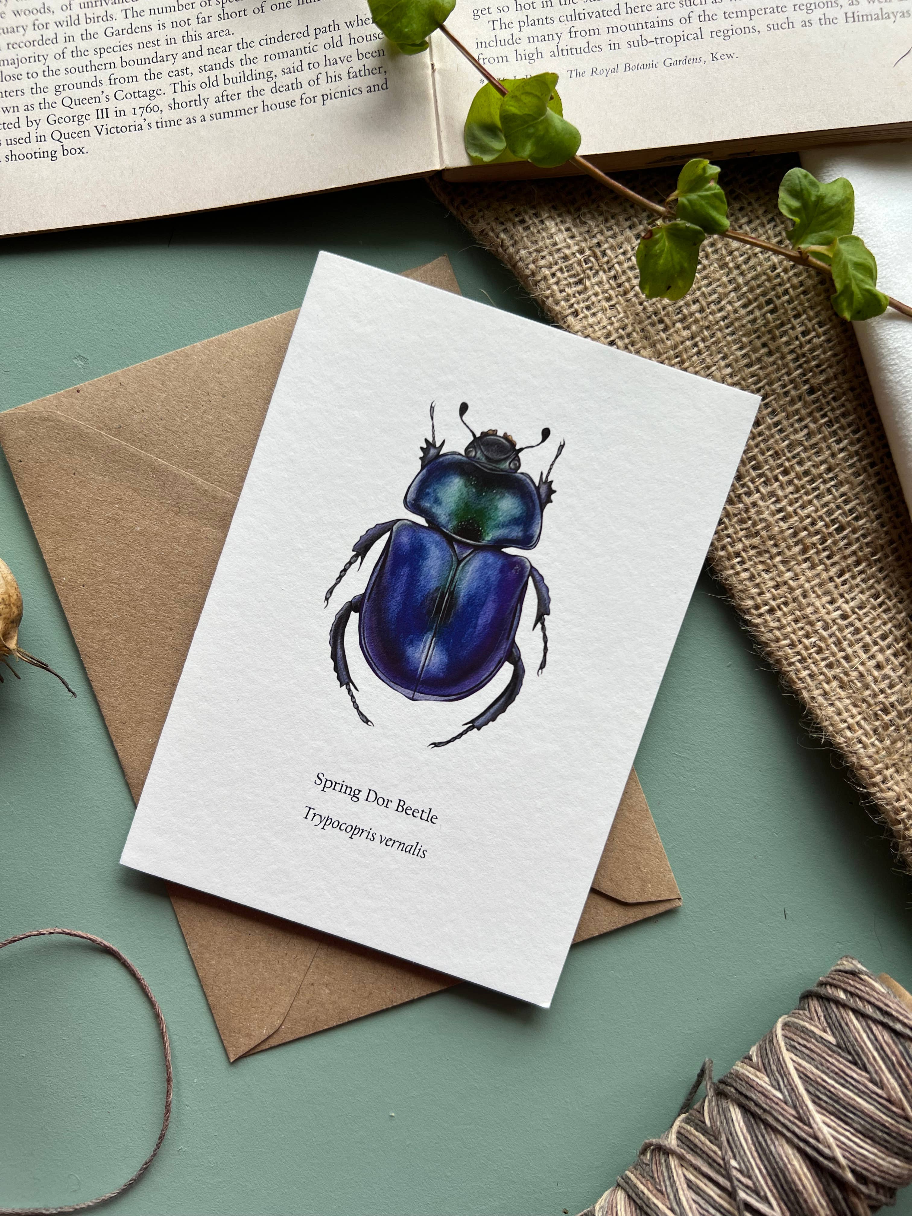 Tansy Moore - Wholesale Everyday Greeting Card - Spring Dor Beetle, Blank Greeting Card 6