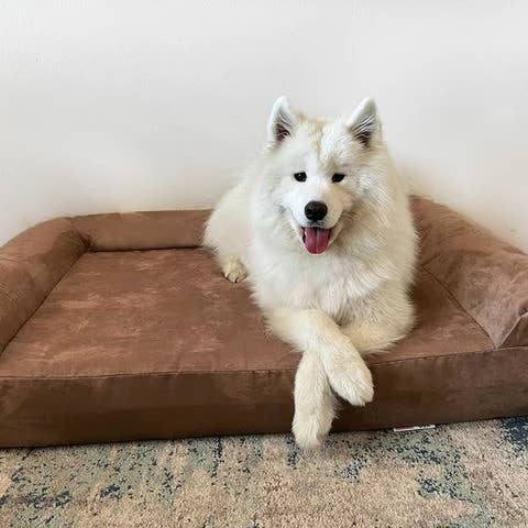 Barker Beds - Vente Panier – chien - Lit orthopédique pour chien 7" - Édition canapé13