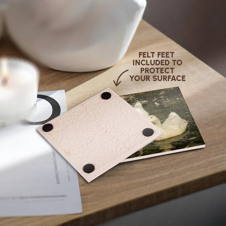 3dRose - Wholesale Coasters - 3dRose, Domestic free-range Pekin ducks swimming in a stream by their farm., Coaster3