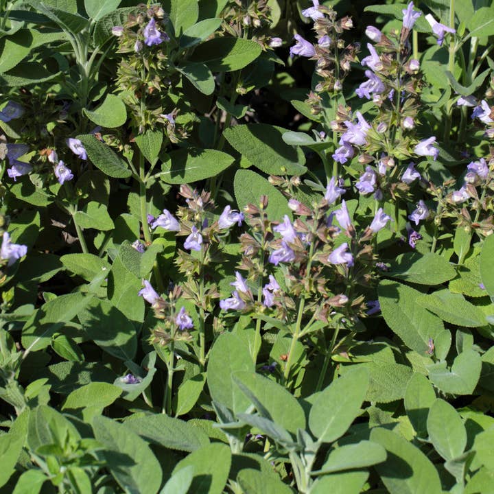 lotusleafaltars - Vente Graines de plantes - Set de graines de plantes magiques, avec des guides de culture colorés !12
