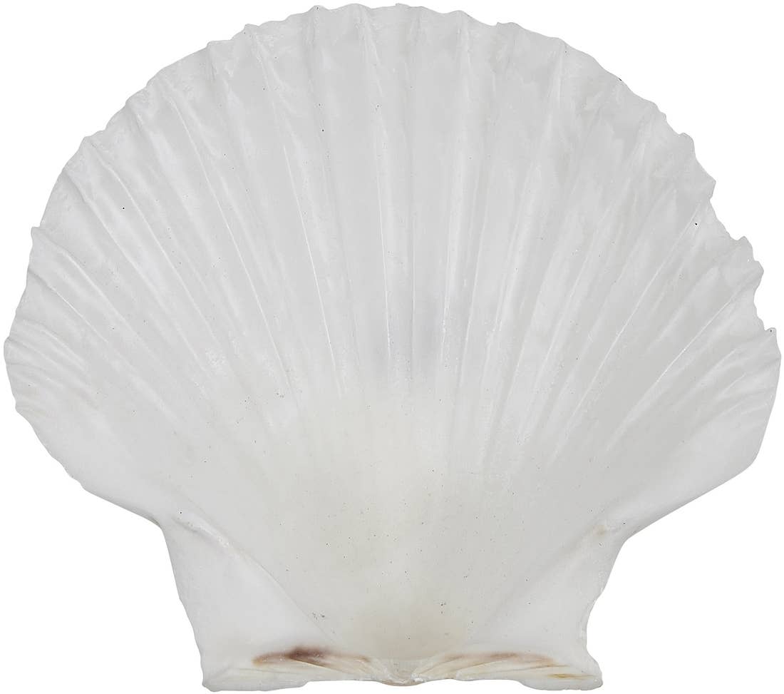 HS Seashells - Wholesale Decorative Tabletop Object - Irish Deep Scallop 3.5-4"2