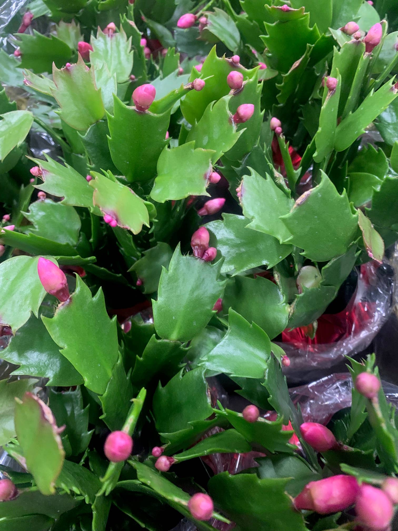 UniqueMartandHome - Wholesale Live Plant - Pink or Red Cactus indoor plant home Decors2