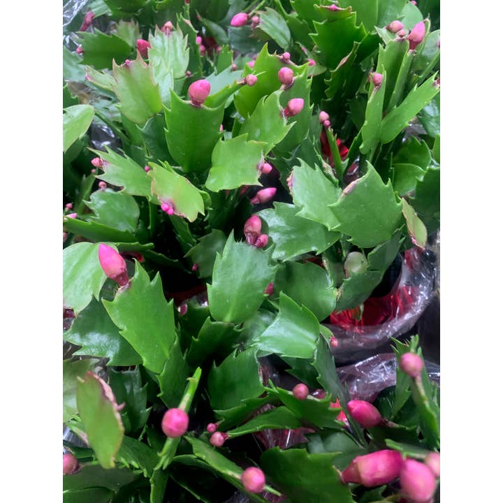 UniqueMartandHome - Venta al por mayor Plantas naturales - Decoraciones para el hogar con cactus de interior rosa o rojo2