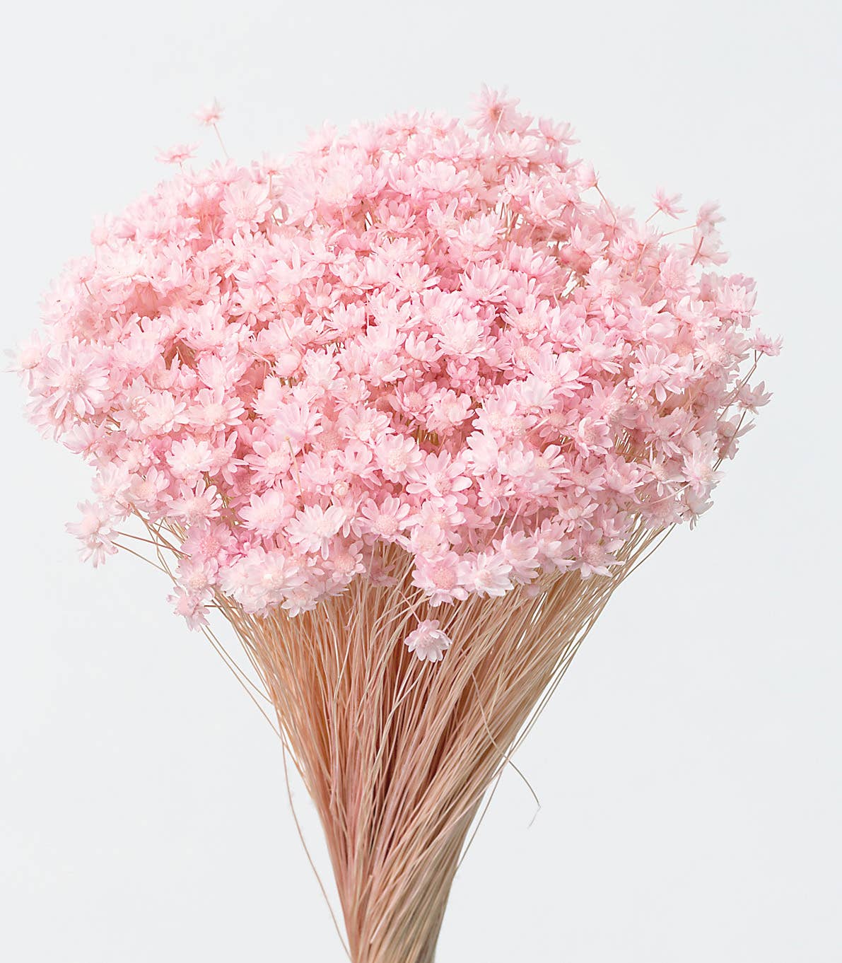 2626 Designs - Wholesale Dried/Pressed Flowers - Dried Preserved Star Flower Mini | Realistic & Lasting Decor5