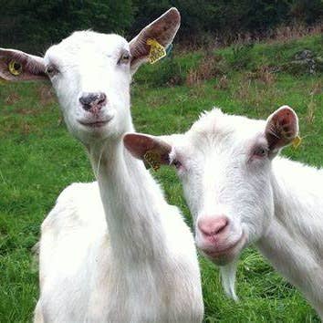 NW Ferments - Wholesale DIY Food Kit - Chèvre Cheese Starter DIY Food Kit3