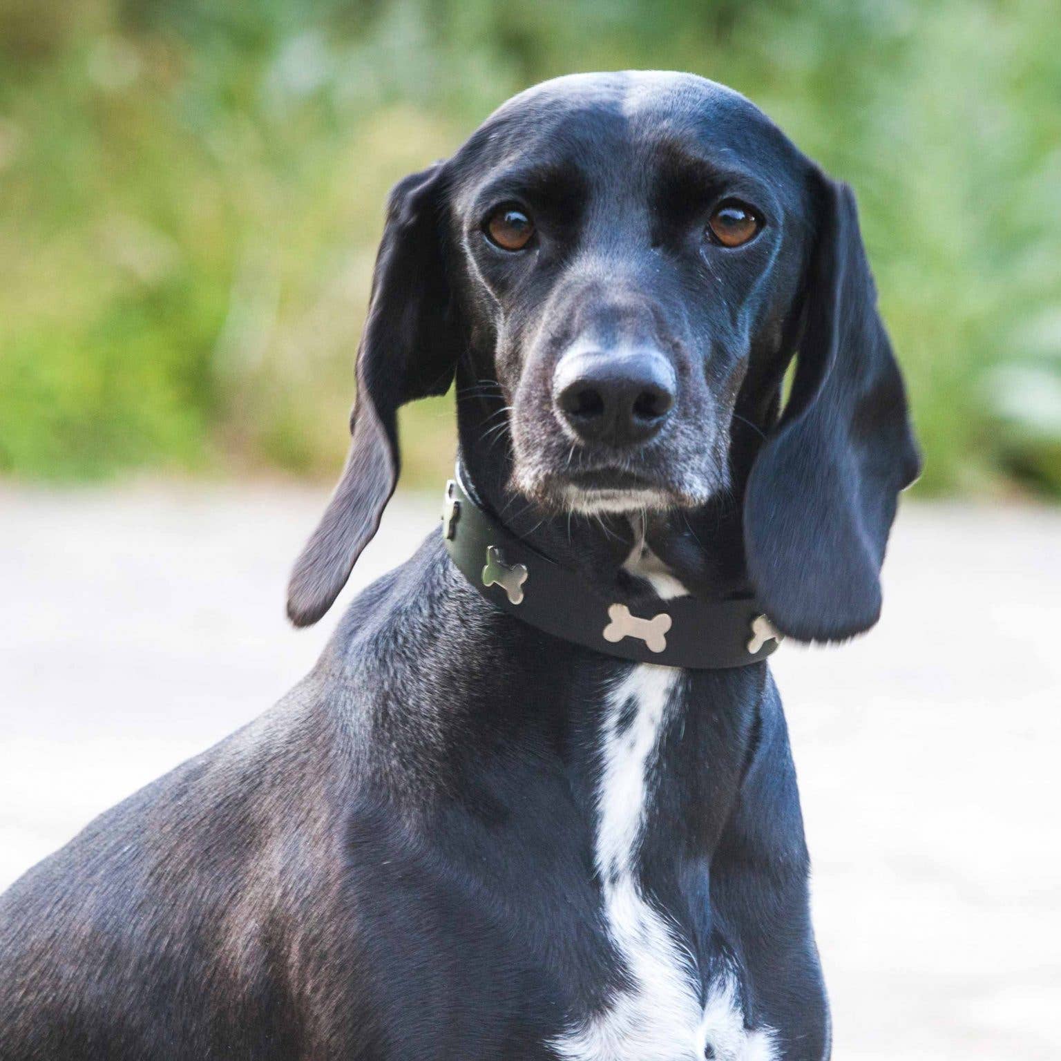 Creature Clothes – Engroshandel Halsbånd - Hund – Sort Læder Hundehalsbånd med Sølv/Messing knogler6