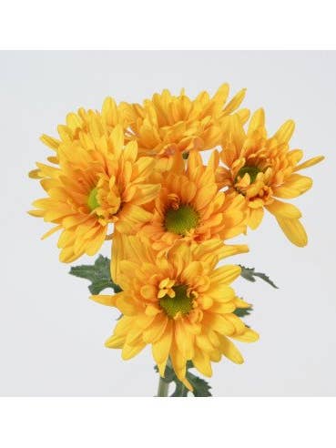 FALL Daisy Bronze 14 Bunches for wholesale by Florasource