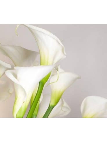 White Swan Calla Lily White 60 Stems 36" TALL for wholesale by Florasource