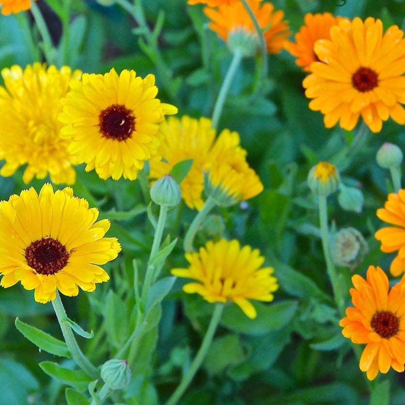 Sow True Seed - Wholesale Plant Seeds - Calendula Seeds - Pacific Beauty1
