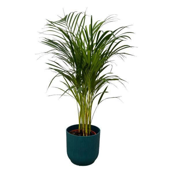 Oasis of Life - Wholesale Live plant - Areca Palm – Betel Palm – approx. 85cm height – Air-purifying houseplant – includes blue flower pot Ø22xH20 – Easy care & decorative for living room, office & indoor spaces – Plant pot size Ø19cm0