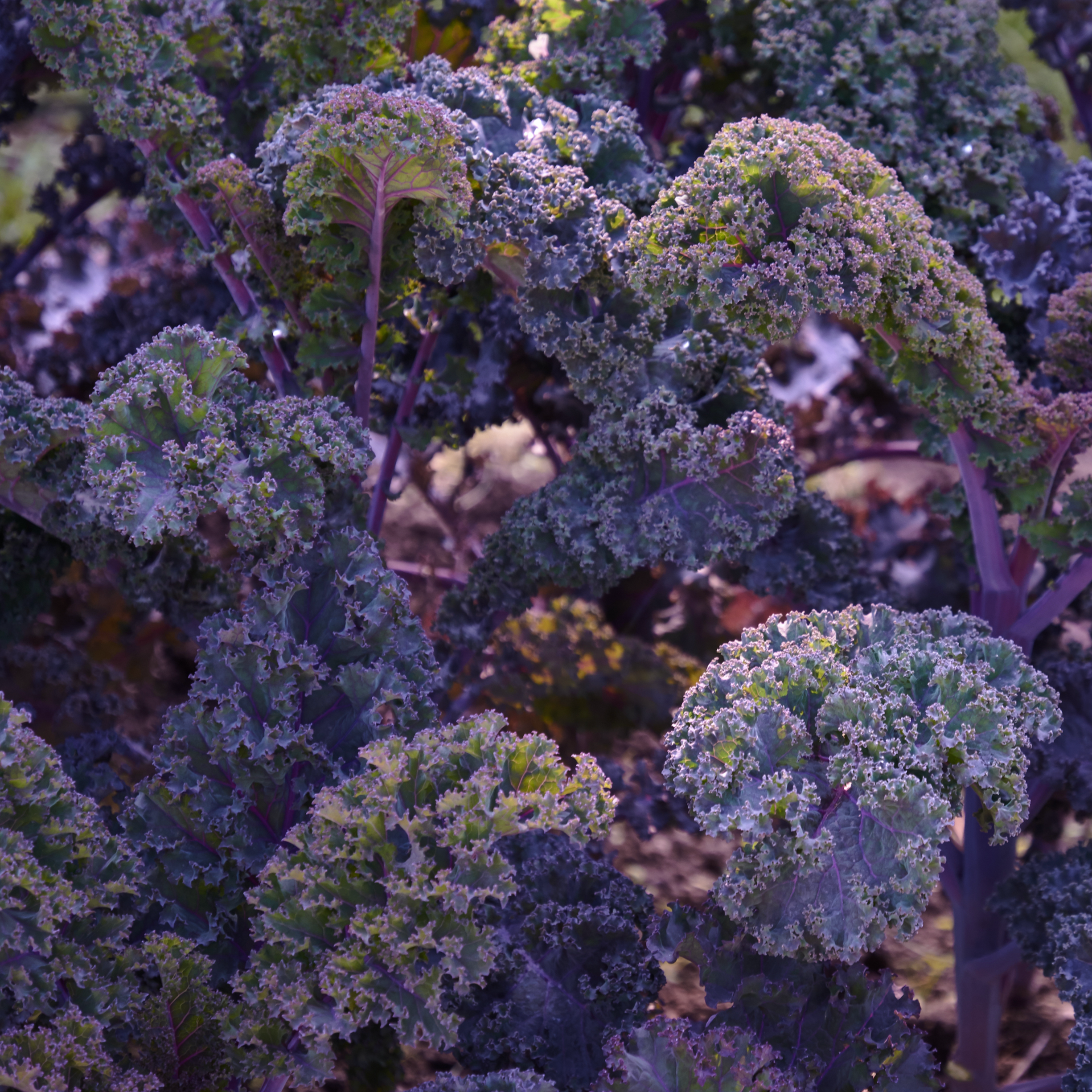 Sow the Magic – Engroshandel Plantefrø – Scarlet Kale Tarot Frøpakke1