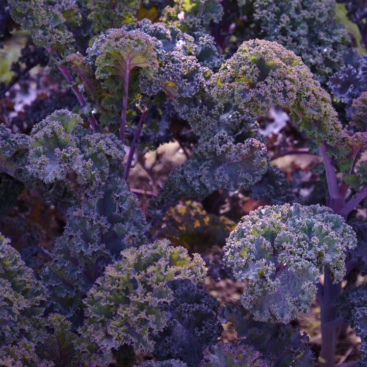 Sow the Magic - Wholesale Zaadjes voor platten - Scarlet Kale Tarot Zaadpakket1