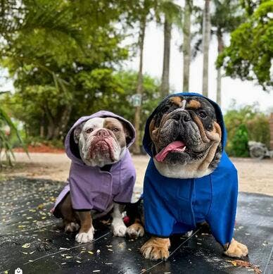 Blueberry Pet - Vente Imperméable – chien - Veste chaude imperméable 5000MM en softshell tissé sur mesure et teint.25