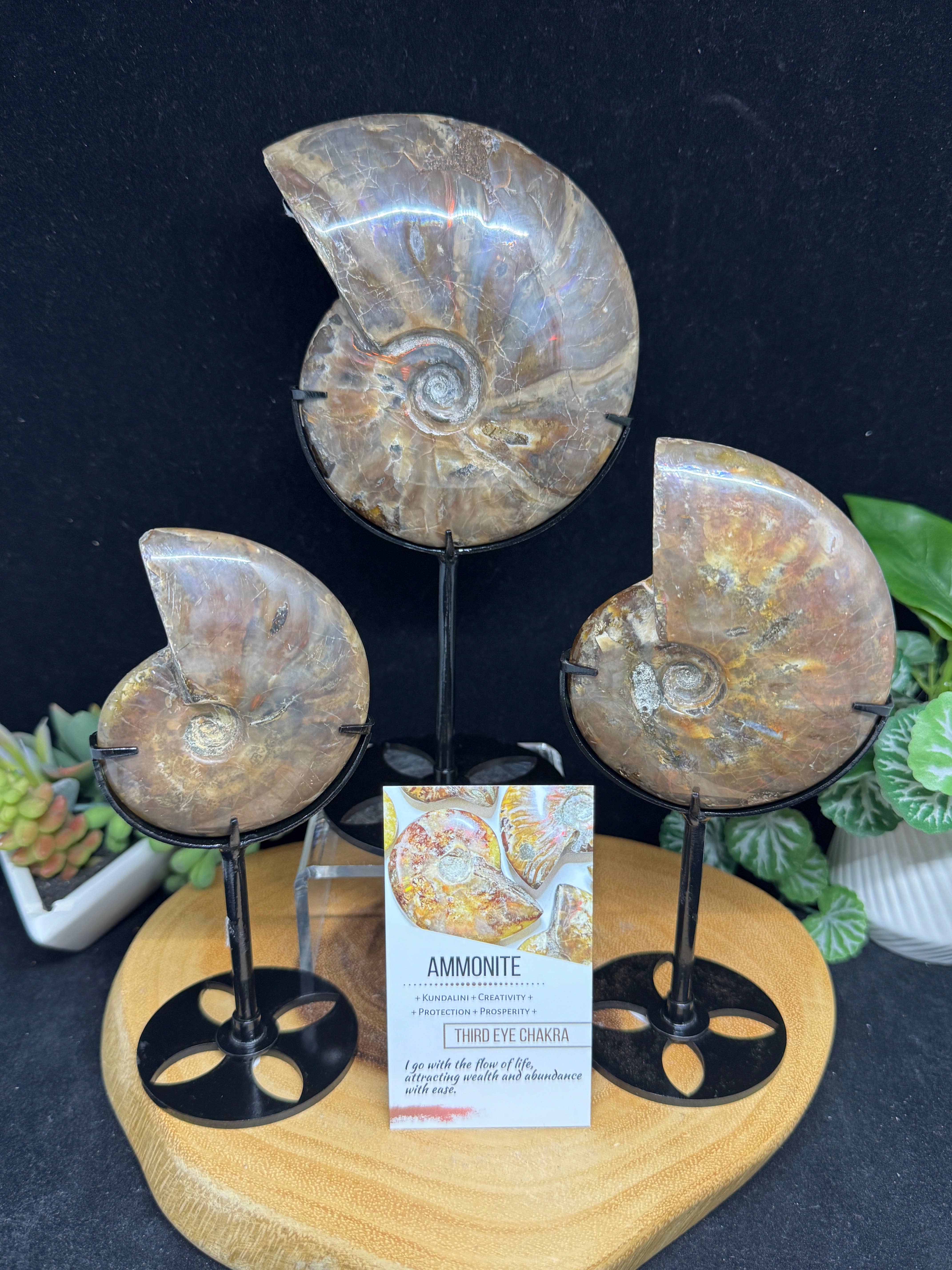 The 7 Directions - Wholesale Spiritual Stone/Crystal - 3 pc Red Lavender Fire ammonite G5472