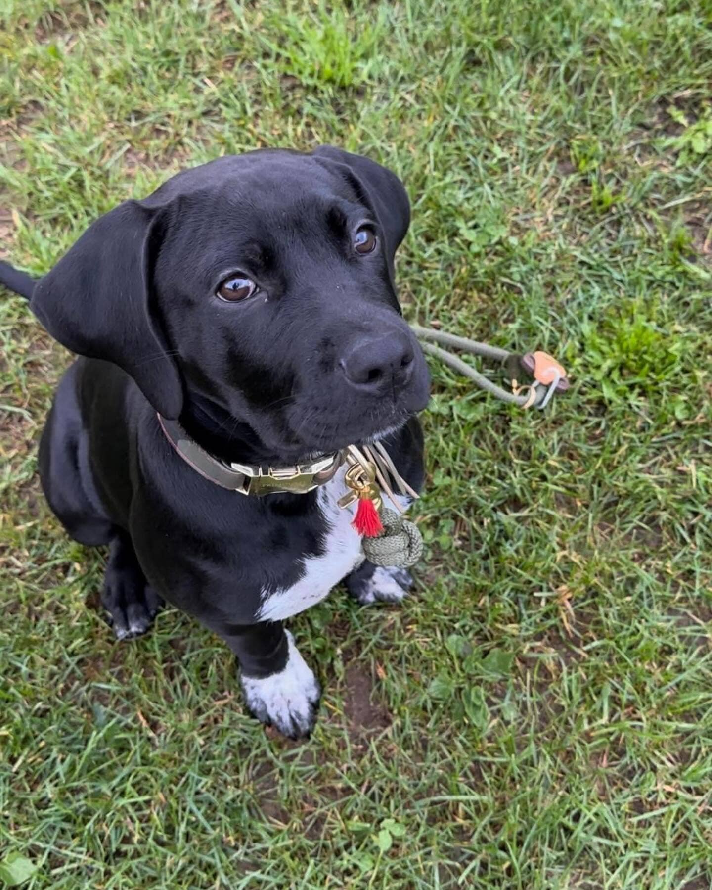 Frimousse Dog – wholesale Pet collar – Dog – “Colonel” military adjustable dog collar2