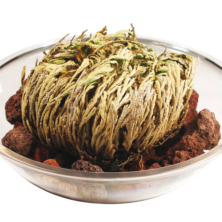 Silver Circle Products - Wholesale Plant Seeds - Dinosaur Plant