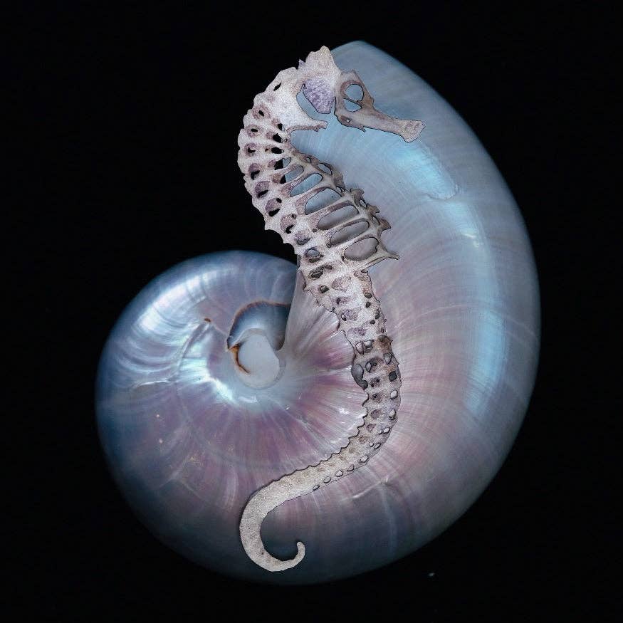 Moth and Myth – Engroshandel Pyntefigur – 'Seafoam' sæl-hest skelet sæt1