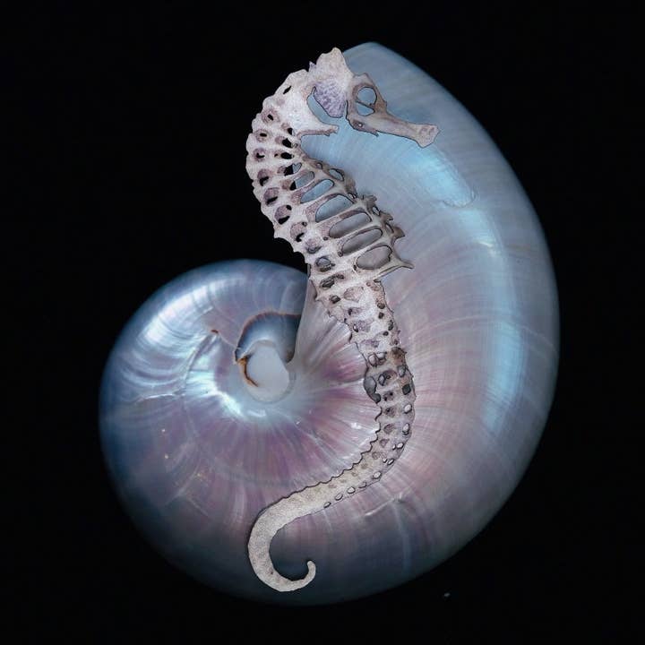 Moth and Myth - Wholesale Decorative figurine - 'Seafoam' Seahorse Skeleton Set1