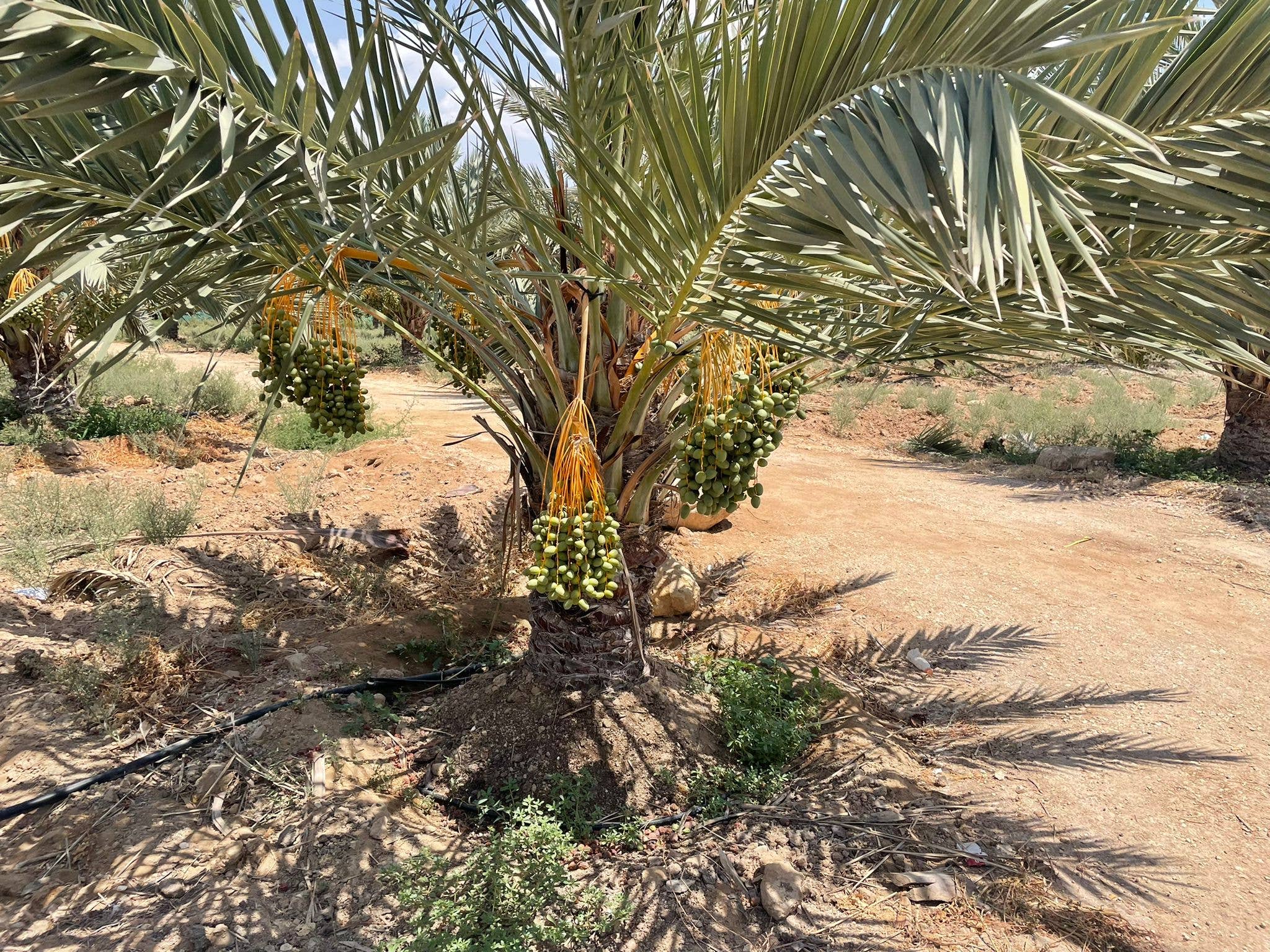 Agnellini Int Srl - Wholesale Dried/Dehydrated Fruit - Medjoul Jumbo dates 1kg 100% natural, Premium quality3