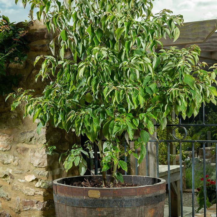 Jardinopia UK – wholesale Kruka – Sittande katt växt potten fötter - uppsättning 3