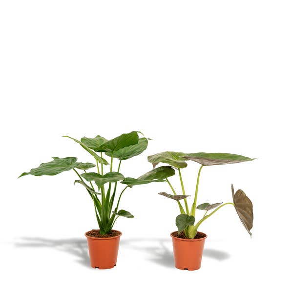 Conjunto de plantas – Alocasia Cucullata & Alocasia Wentii – aprox. 60cm de altura – Ø19cm – Plantas de interior tropicais purificadoras de ar – Orelha de elefante para sala de estar & escritório por atacado de Oasis of Life