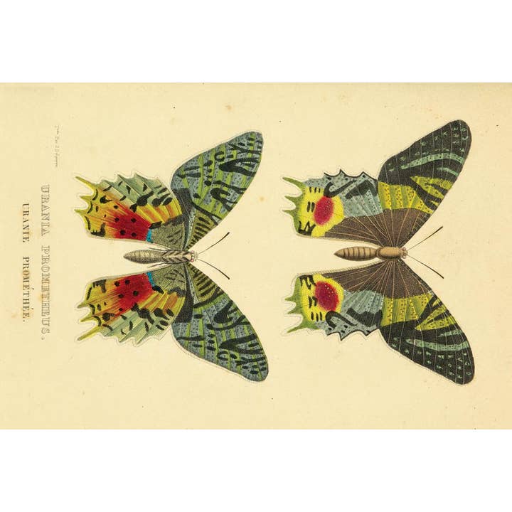 Cartolina Cards Inc. - Wholesale Postcard - KP072 Butterfly