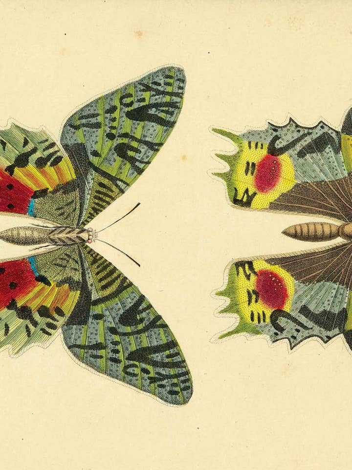 KP072 Schmetterling für den Großhandel von Cartolina Cards Inc.