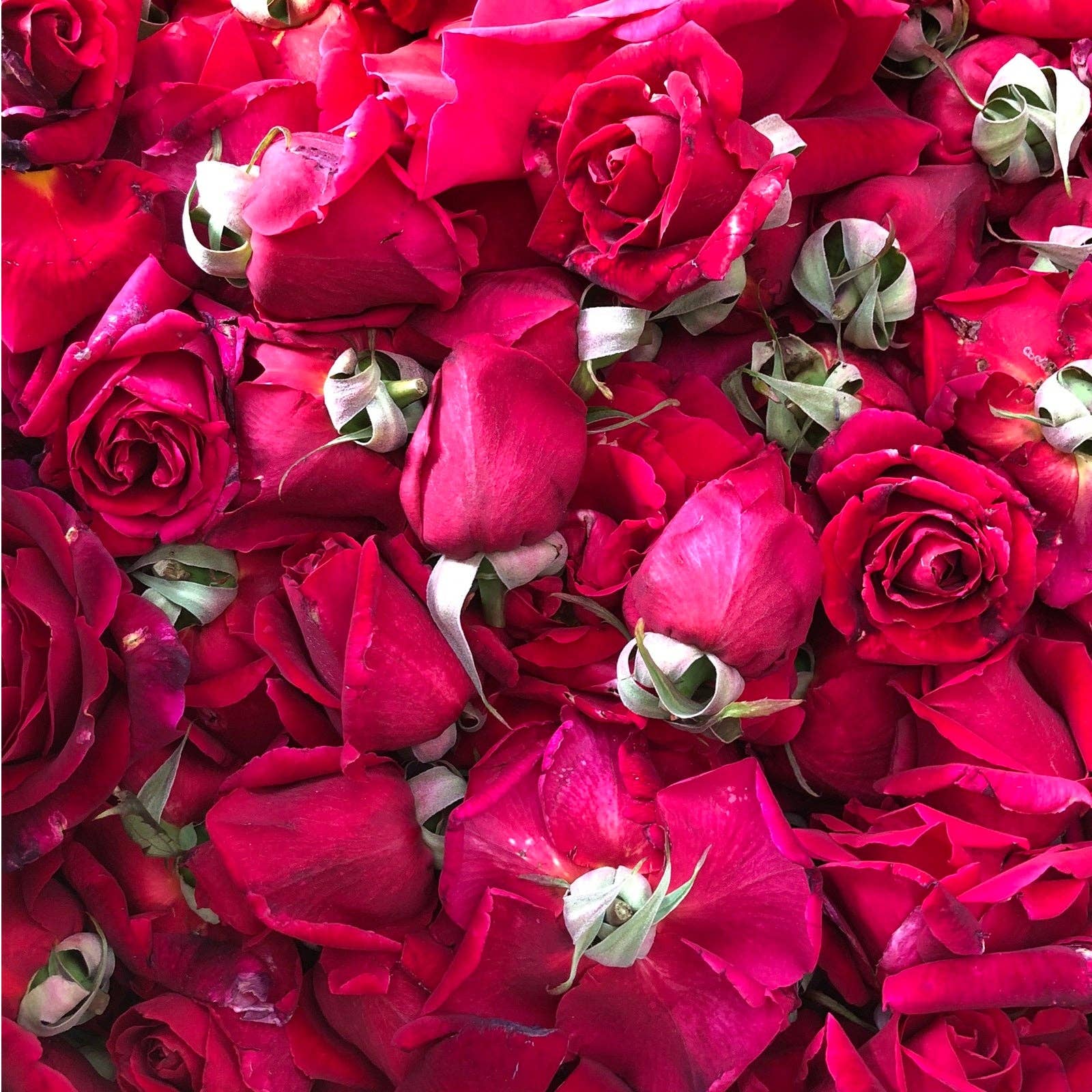 Umami Insider - Wholesale Cocktail Mix/Syrup - Japanese Rose Syrup, 4 floz9