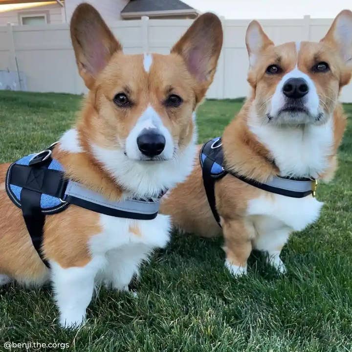 Joyride Harness - Wholesale Pet Harness - Dog - Denim Joyride Basic Essential Dog Harness 1.0