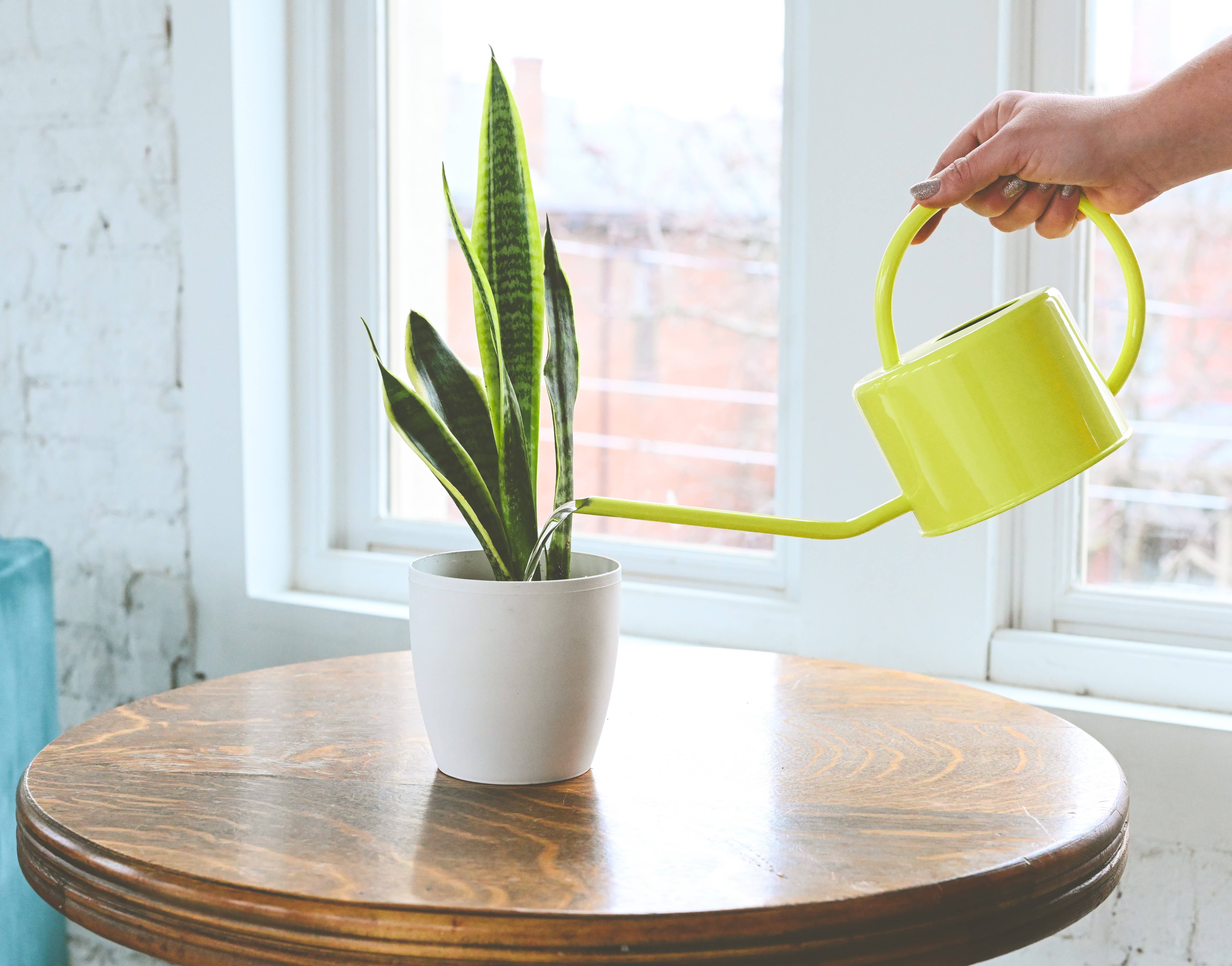 Thorsen's Greenhouse - Wholesale Live Plant - Snake 'Laurentii', Variegated Snake Plant - Live Plant9