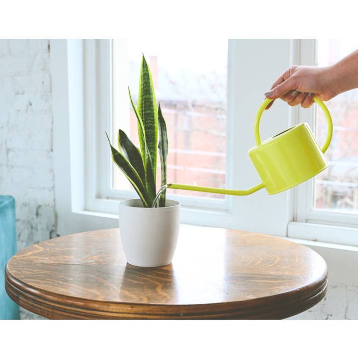 Thorsen's Greenhouse - Wholesale Live Plant - Snake 'Laurentii', Variegated Snake Plant - Live Plant9