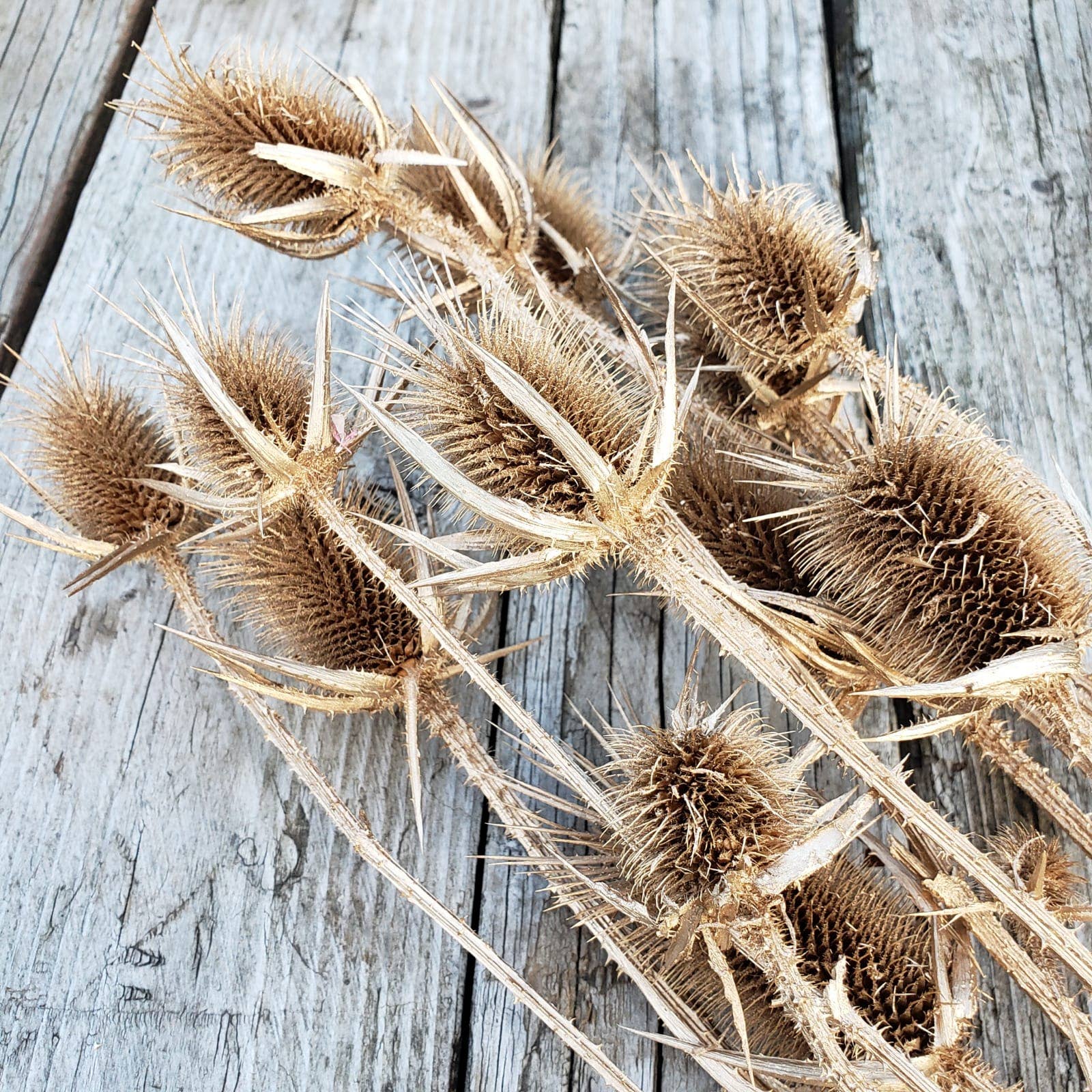 BLOOMINGFUL.COM - Wholesale Dried/Pressed Flowers - Preserved Thistle Teasel Flowers - Gold1