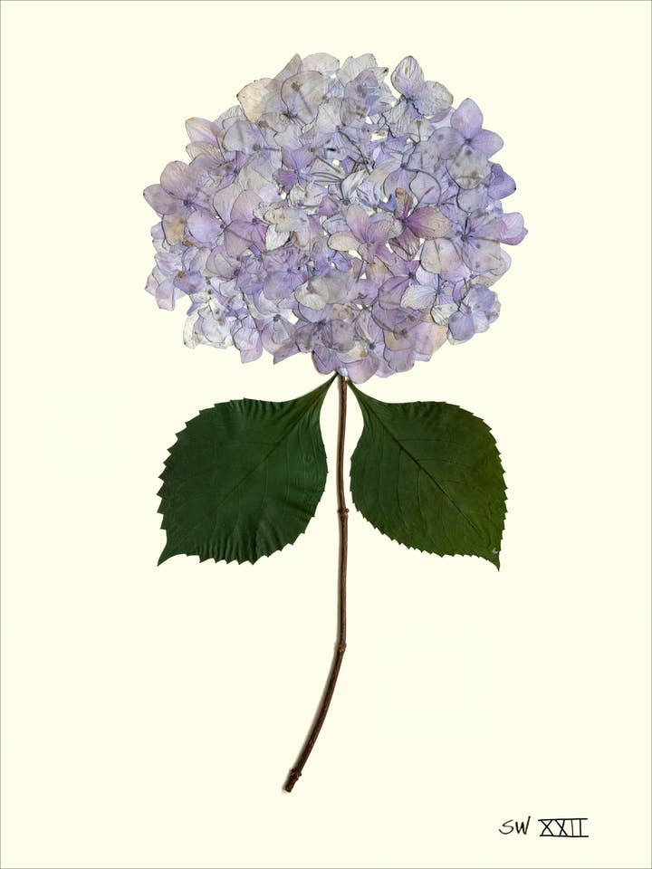 Lavender Pressed Hydrangea XXII - Framed Botanical Art Print for wholesale by Homegrown Art Co