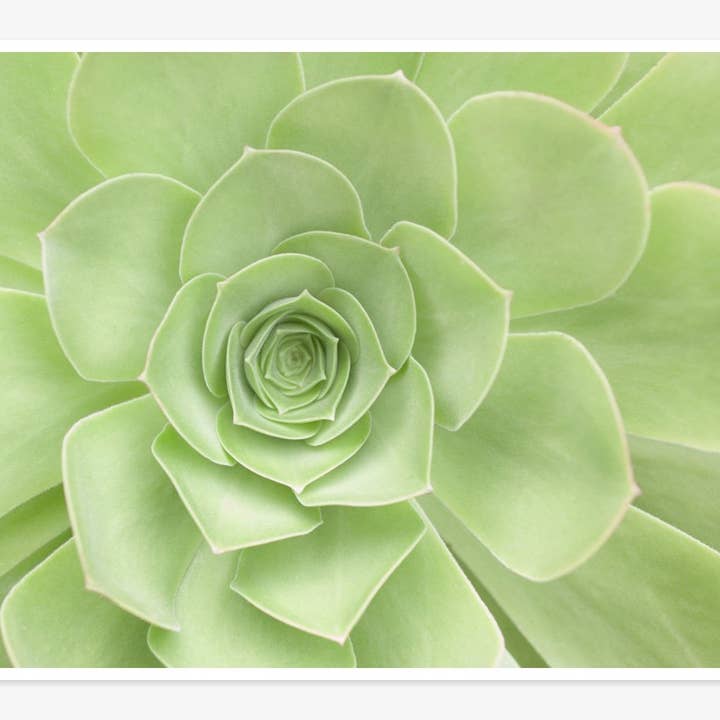 Estampado verde salvia, «corazón suculento» para venta al por mayor de Offley Green