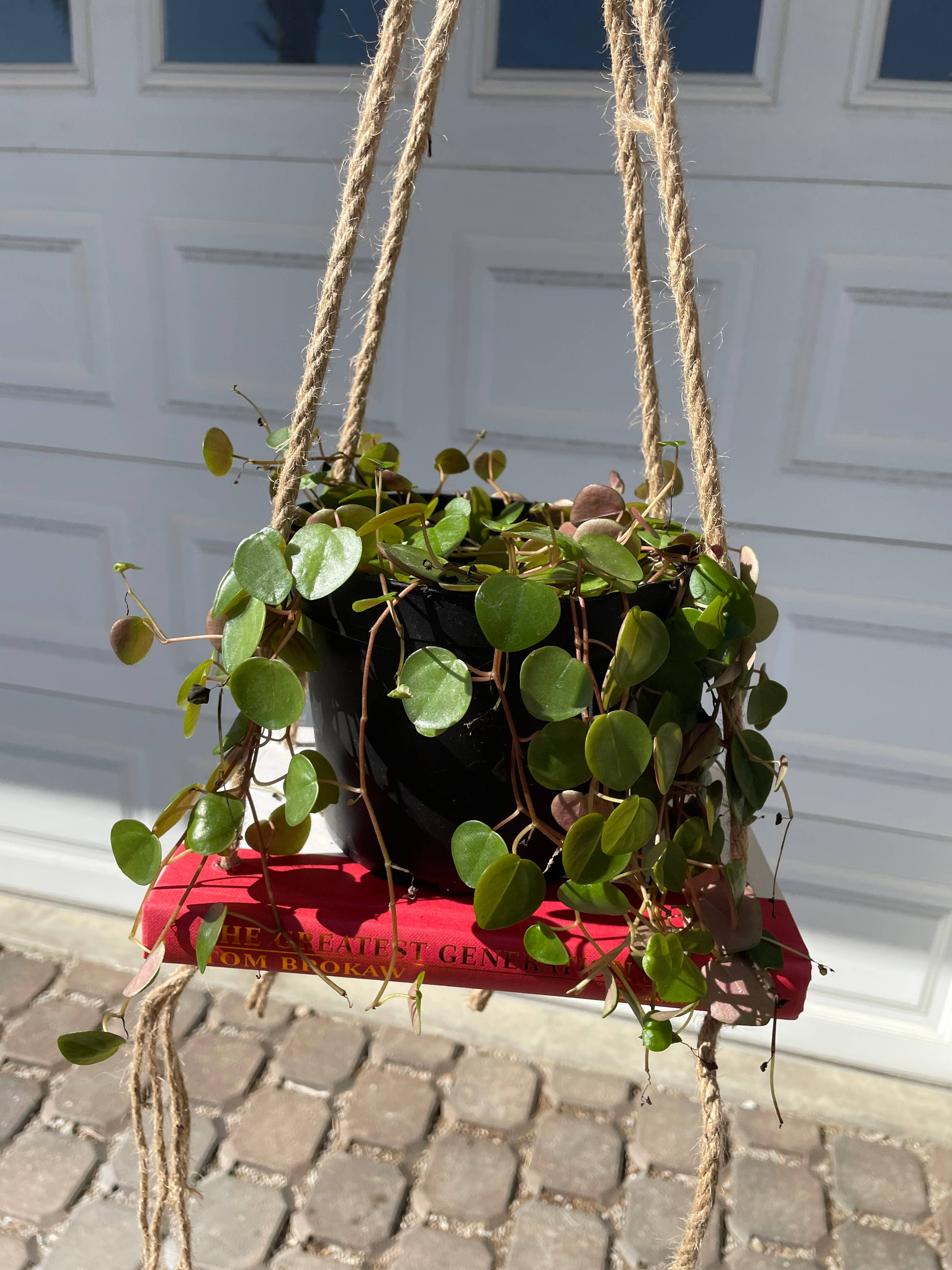 The Cactus Bros - Wholesale Hanging Planter - Book Planter1