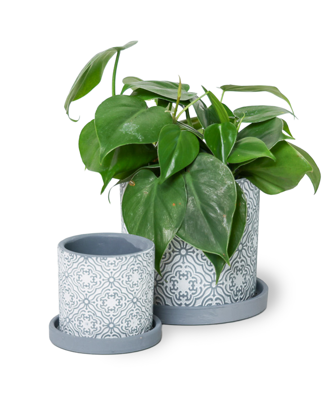 Chive - Wholesale Plant Pot - Balter Succulent Containers Cactus Pot And Saucer28