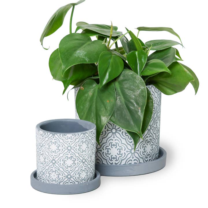 Chive - Wholesale Plant Pot - Balter Succulent Containers Cactus Pot And Saucer28