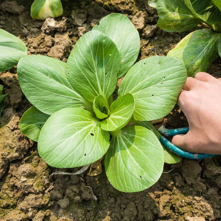 The Rike - Wholesale Plant Seeds - Green Bok Choy Seeds pok choy 2 pack x1500 Seeds