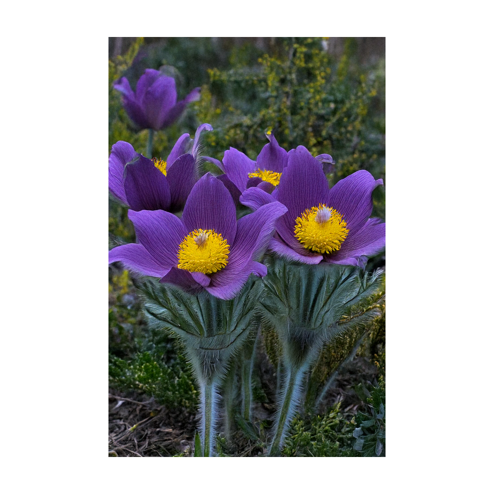Chive Canada - Wholesale Plant Seeds - 2026 The Greater Pasque Flower Seeds Packet3