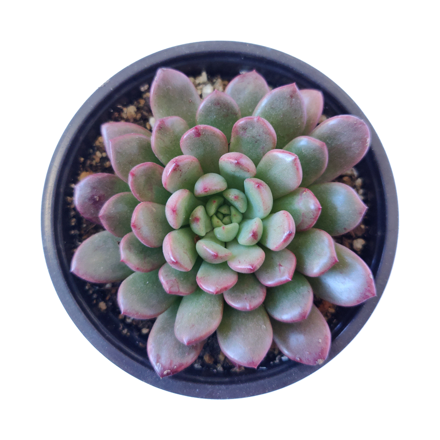 Best Plant Friend - Wholesale Succulent - Graptoveria Bashful 2in/4in - Colorful Rosette Succulent2
